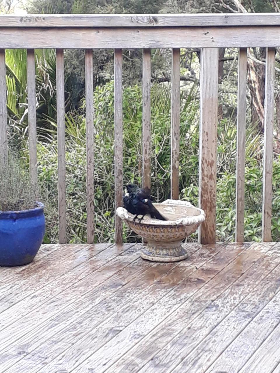 Tastebuds Bed N Breakfast Auckland Ngoại thất bức ảnh