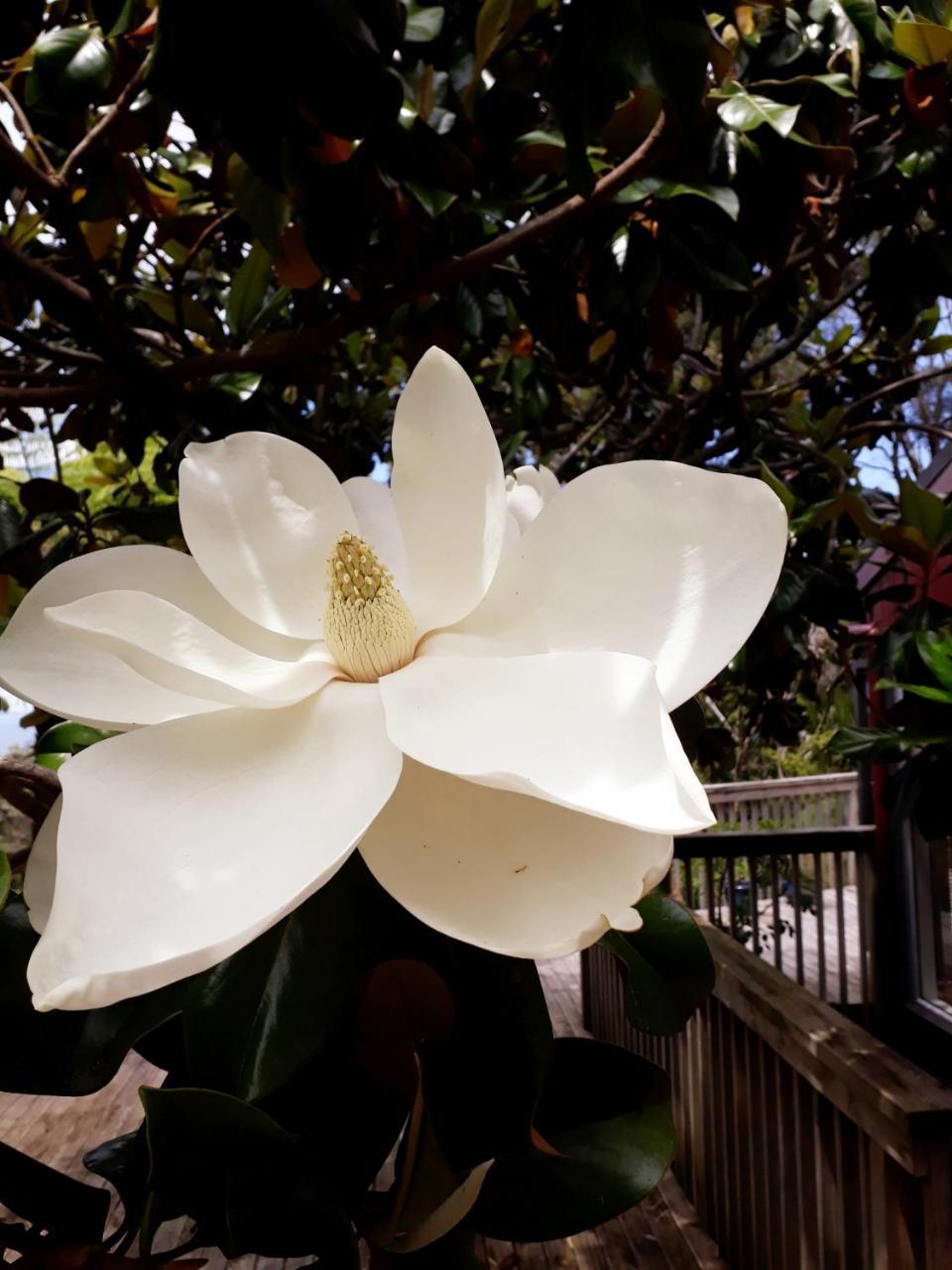 Tastebuds Bed N Breakfast Auckland Ngoại thất bức ảnh